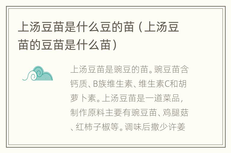 上汤豆苗是什么豆的苗（上汤豆苗的豆苗是什么苗）