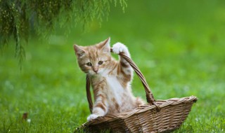 猫咪打喷嚏怎么办 冬天猫咪打喷嚏怎么办