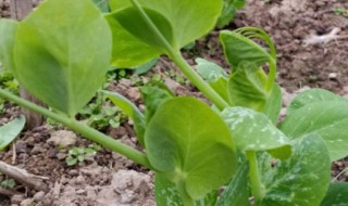 豆苗种植方法及管理 豆苗的栽培技术