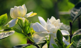 栀子花水培扦插方法步骤 栀子花水插方法介绍