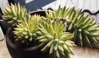 多肉佛手养殖方法注意事项 养殖多肉佛手的教程和禁忌