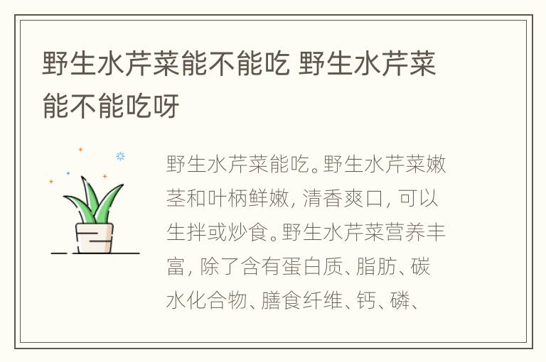 野生水芹菜能不能吃 野生水芹菜能不能吃呀