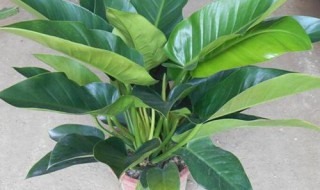 帝王绿植的养殖方法 帝王绿植的养殖方法简单介绍