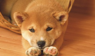 小孩能和狗一起养吗（狗狗和孩子能一起养吗）