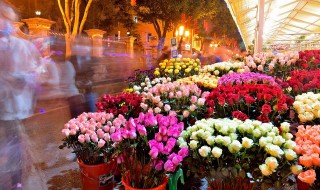 去除花土小飞虫妙招 去除花土小飞虫妙招介绍
