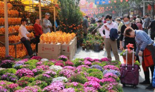 春节盘景摆什么好（家里放什么盘景好）
