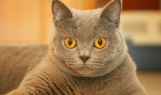 猫咪黄疸怎么治疗 猫咪黄疸怎么治疗费用